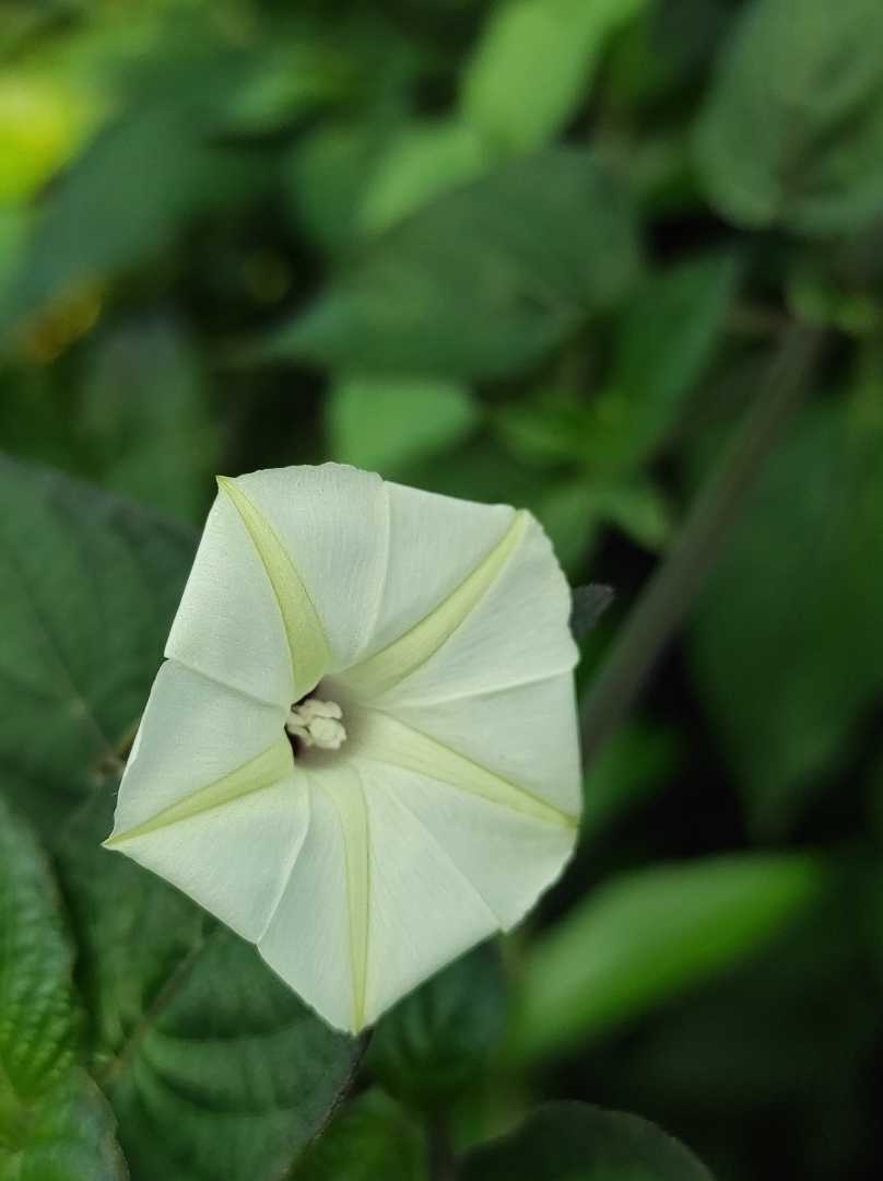 Ipomoea obscura