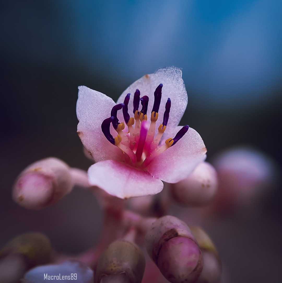 Medinilla