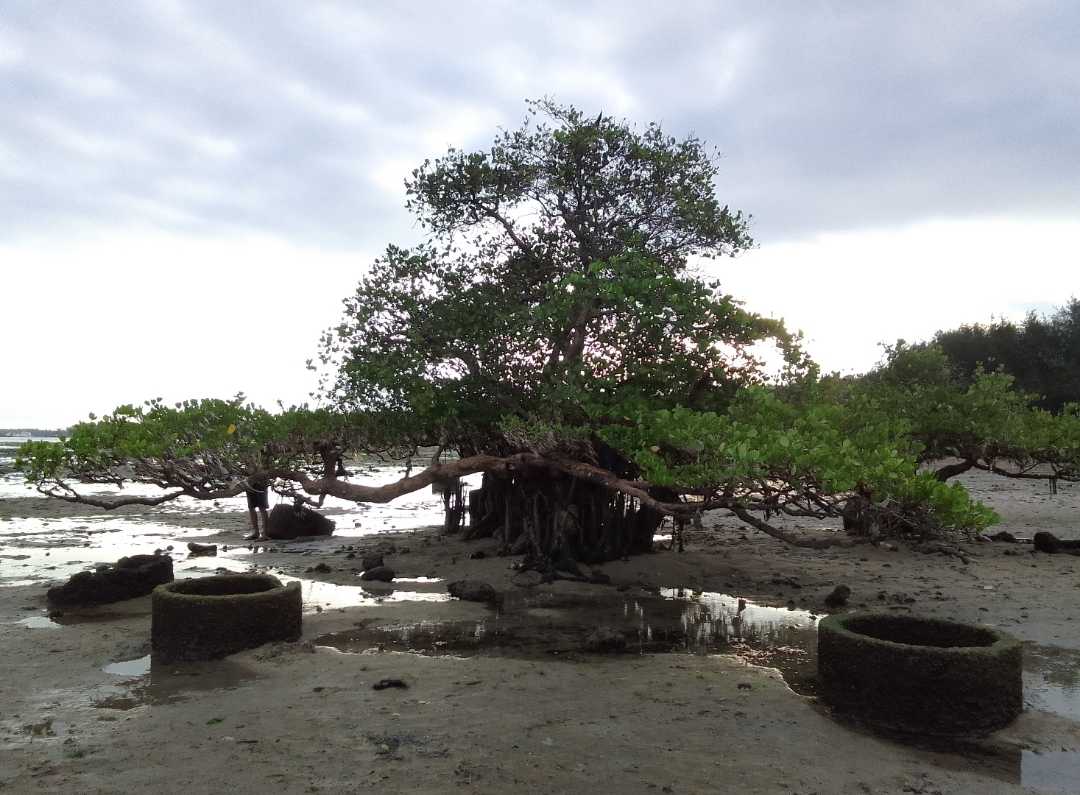 Pohon Mangrove
