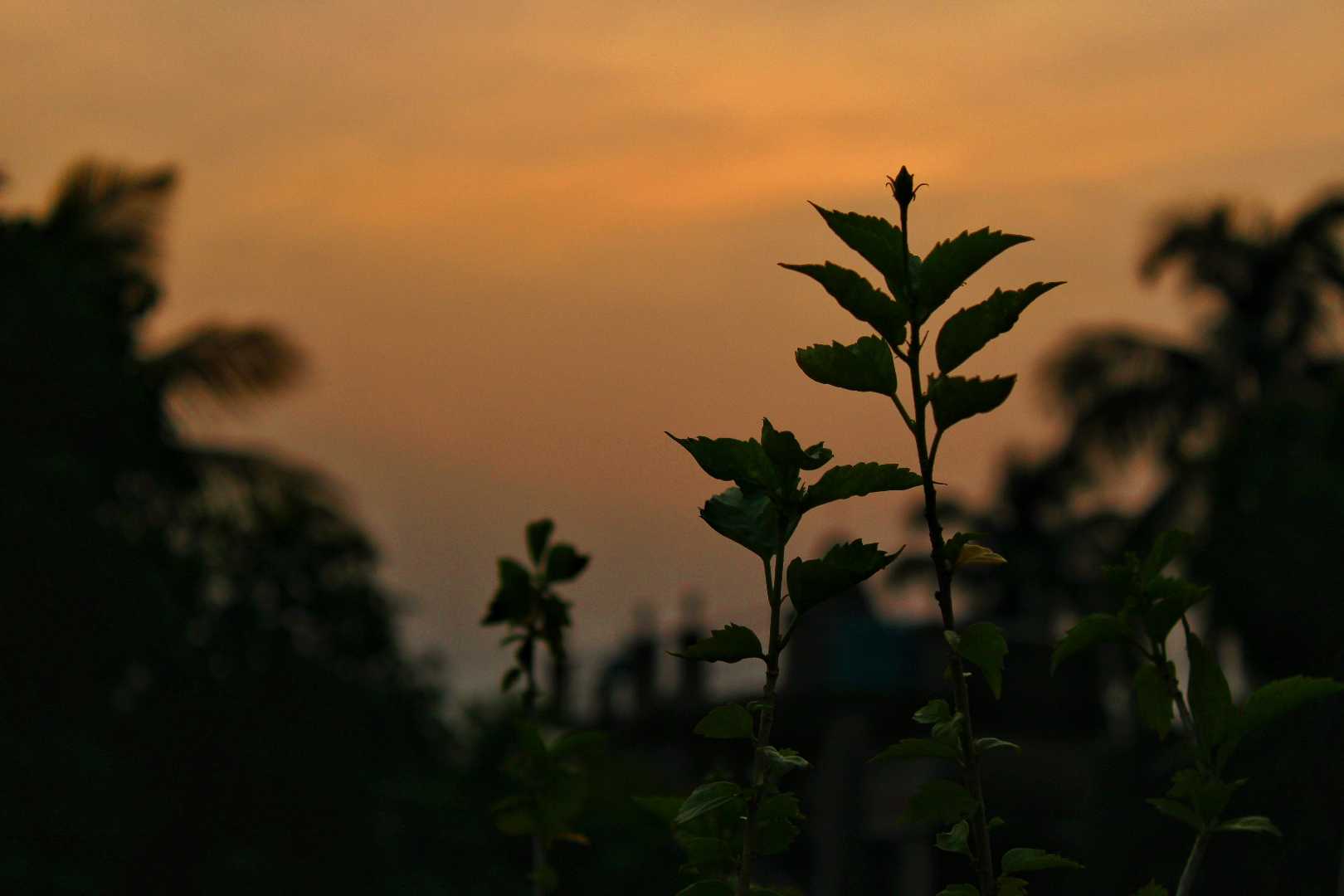 Sunset Through A Flower