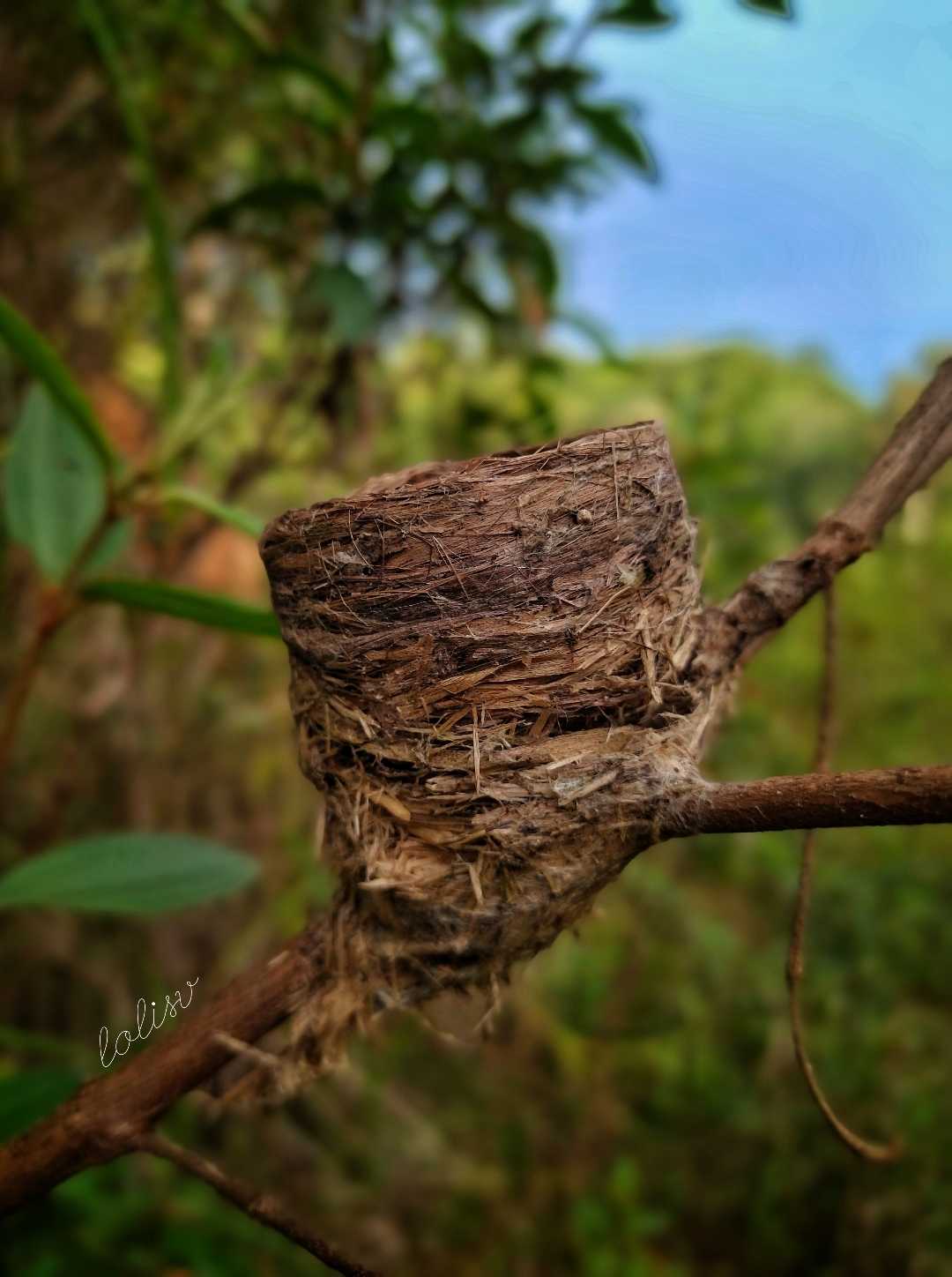 Empty birdnest.