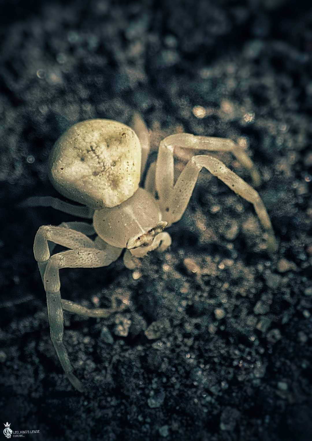Latrodectus pallidus
