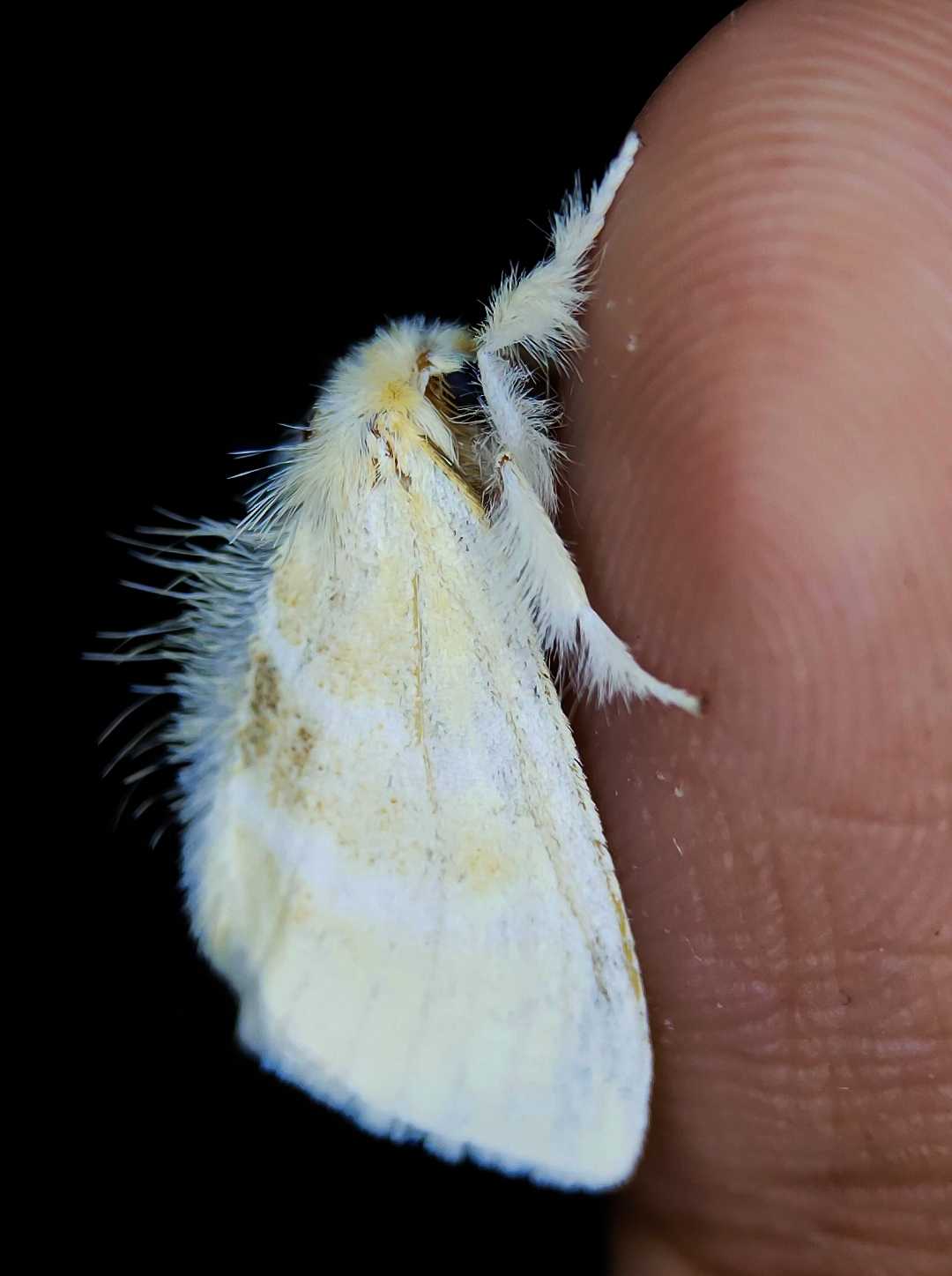 Moth