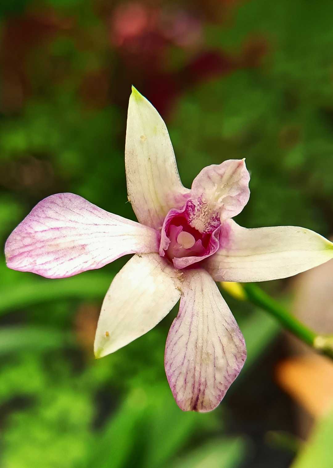Dendrobium 