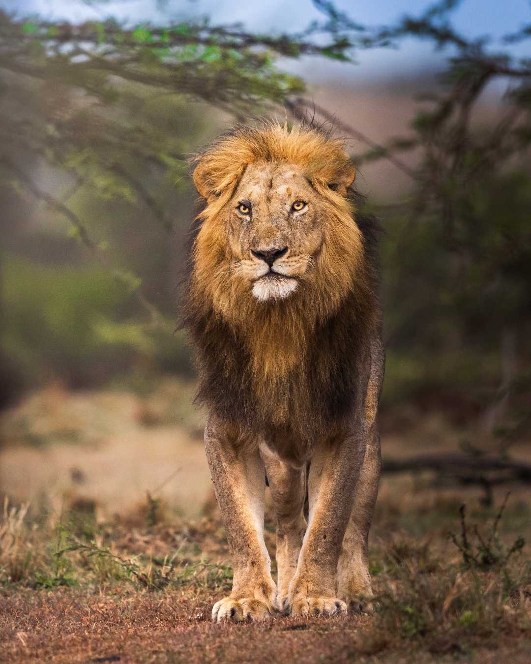 The HANDSOME KING 👑