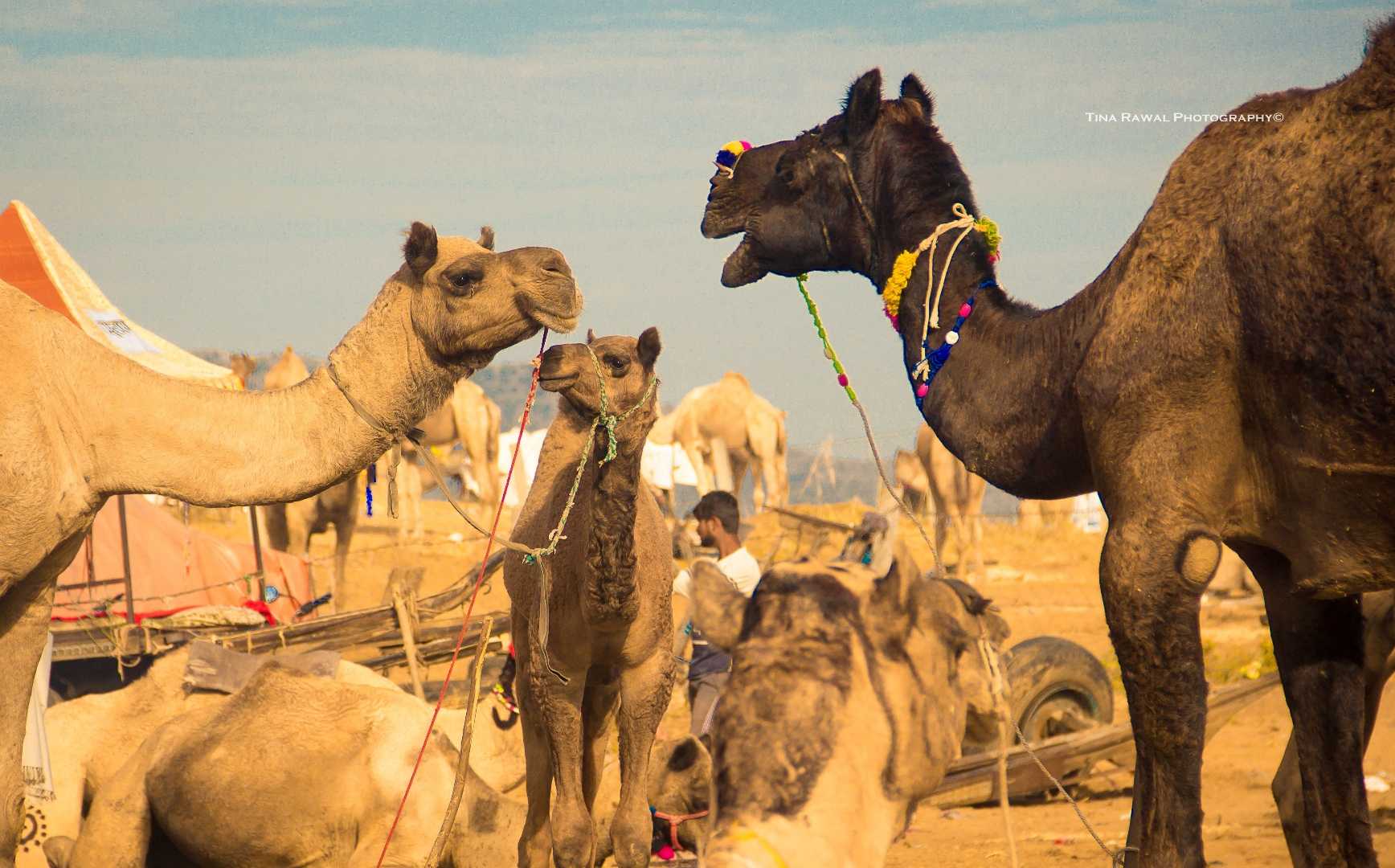 Pushkar mela ground 
