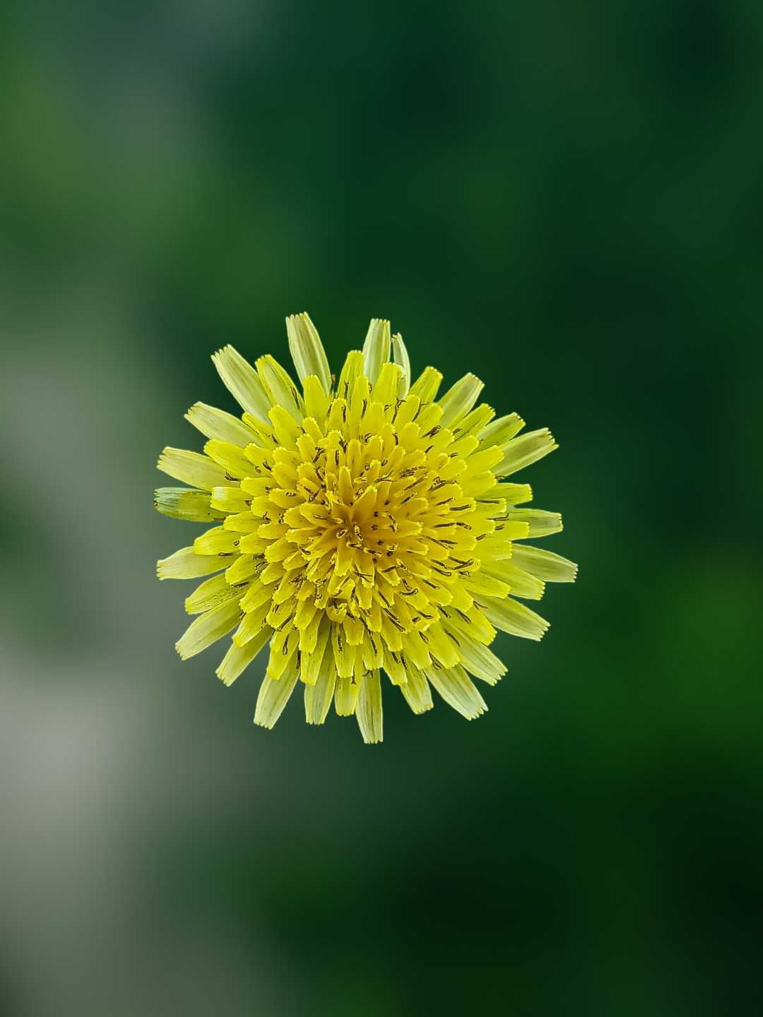 Sonchus asper💛