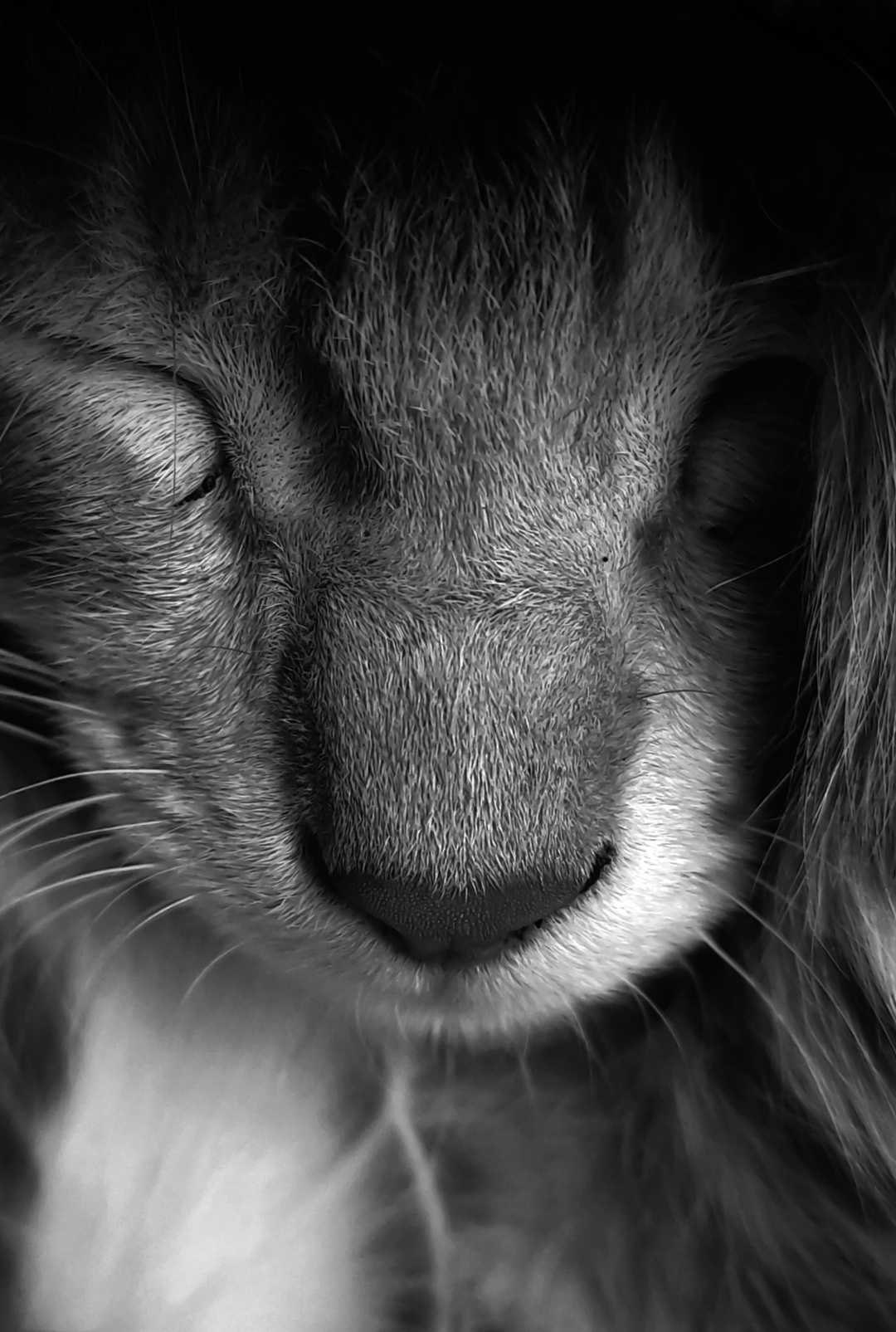 Sleeping Beauty