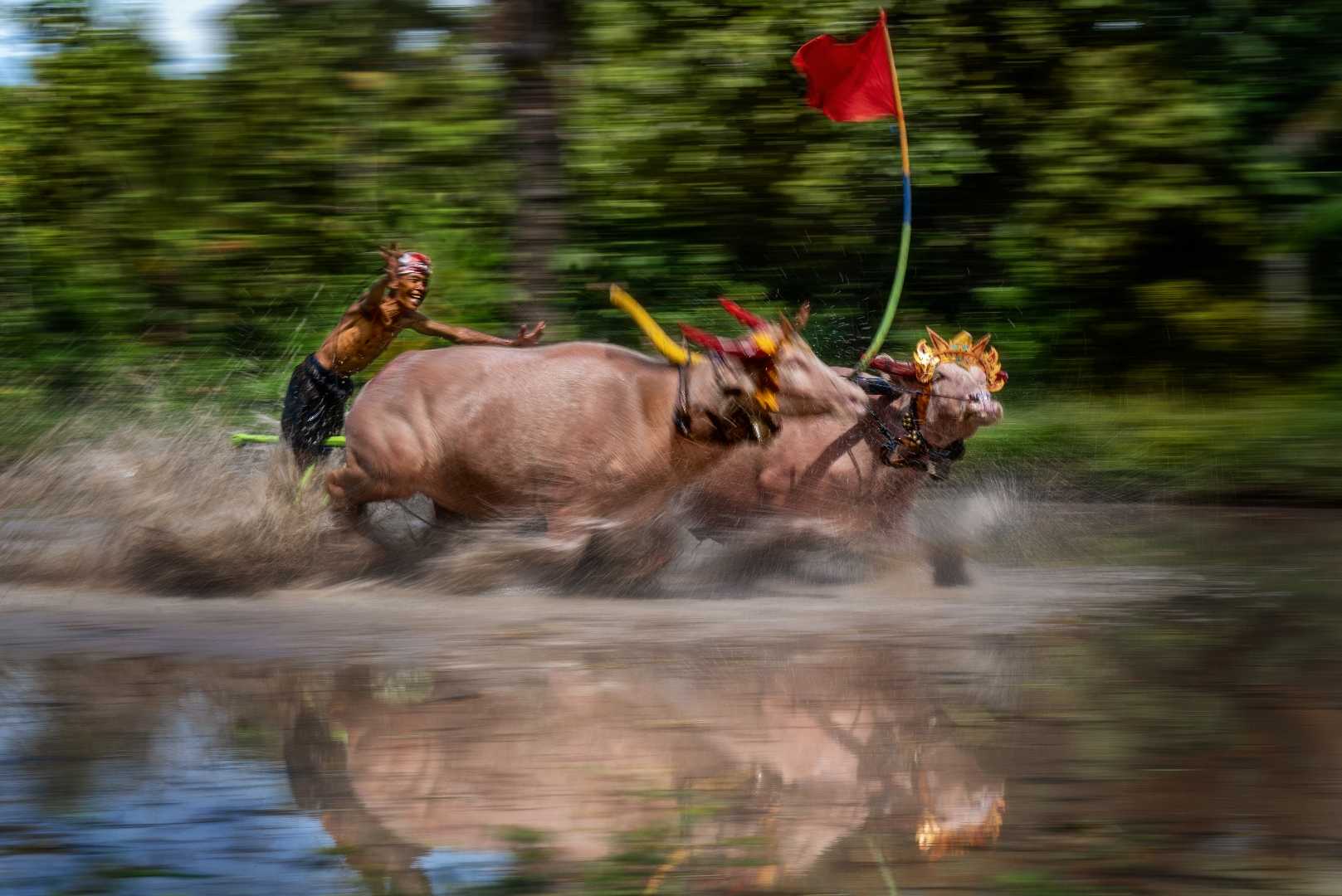 Traditional Buffalo Race