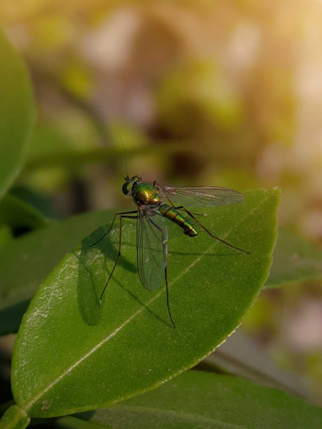 Condylostylus Insect