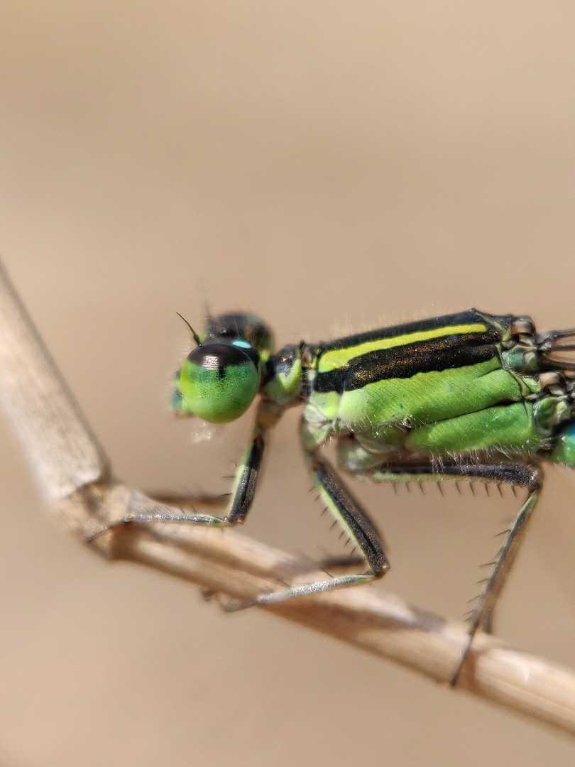 Damselfly.