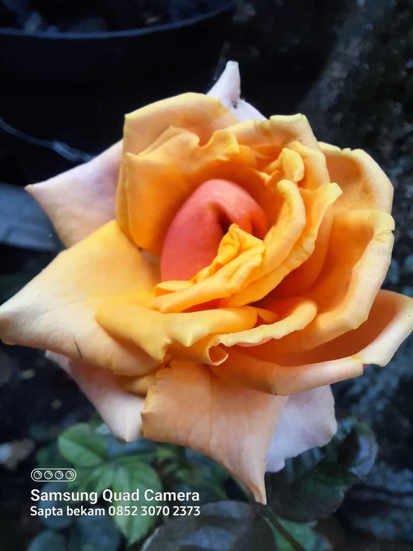 mawar orange