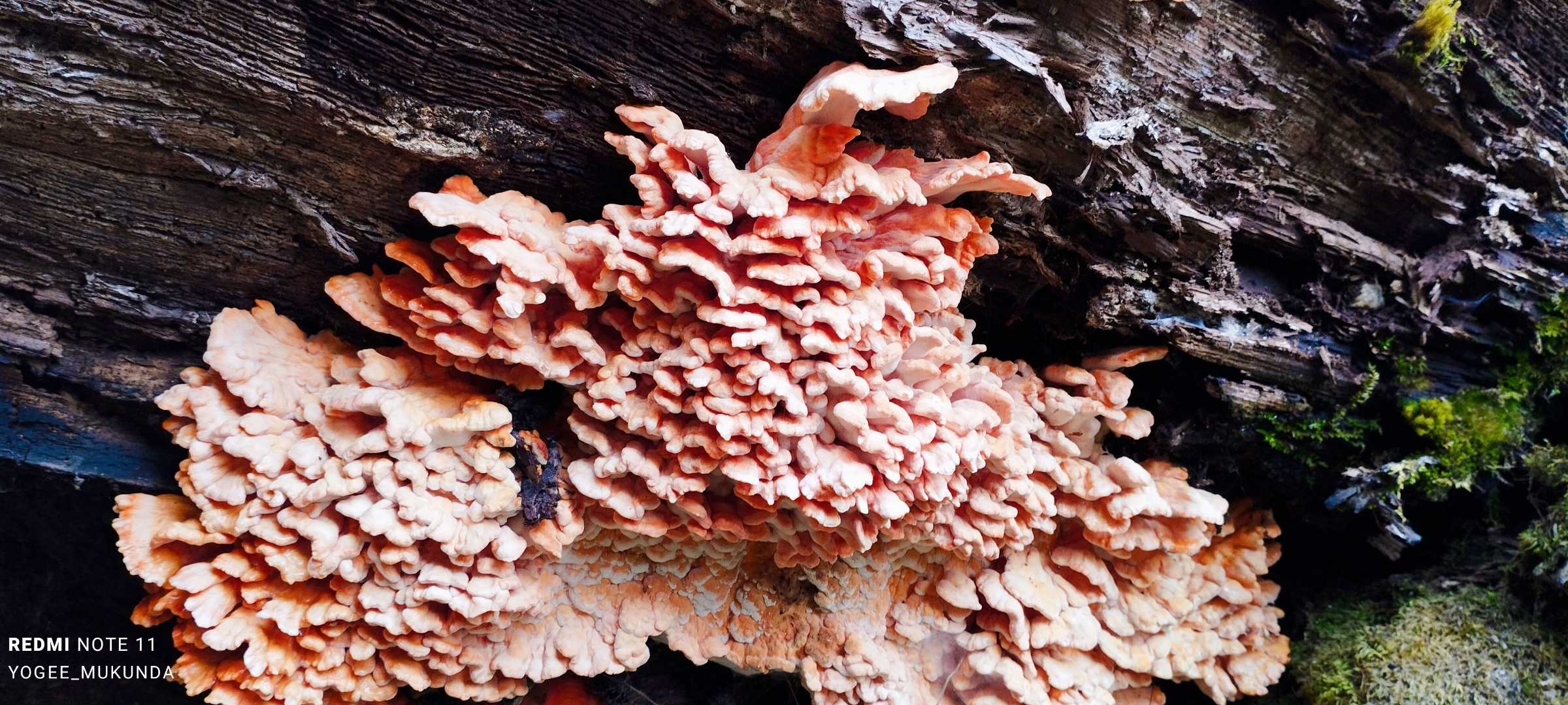 #fungus