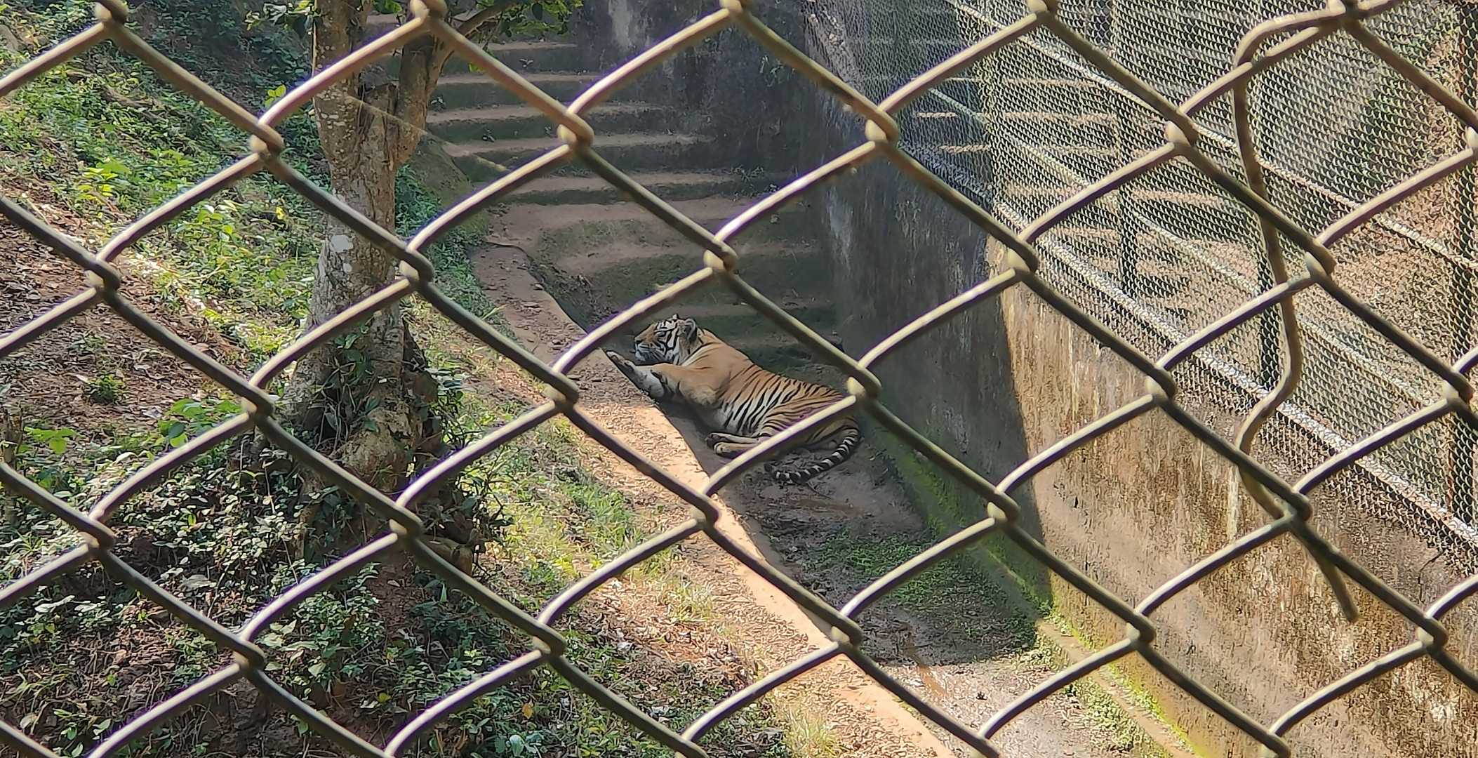 Spotted a Tiger resting in Nandankanan Zoological park📸