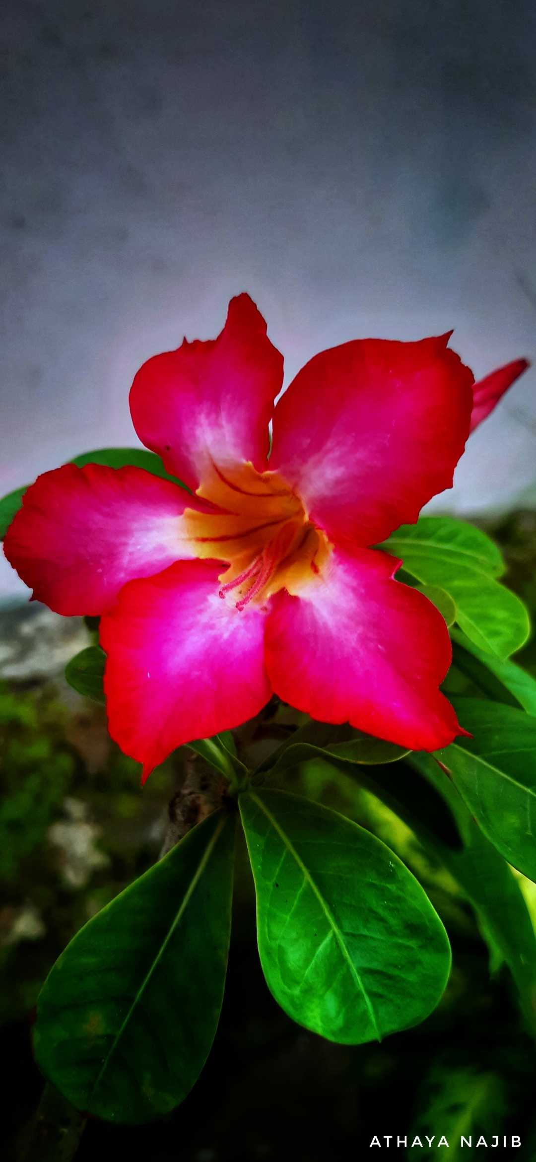Kamboja Jepang (Adenium Obesum