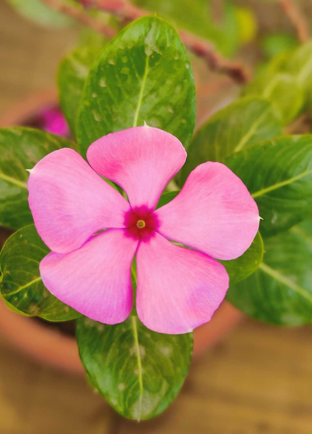 Pink Flower 🌷🌸