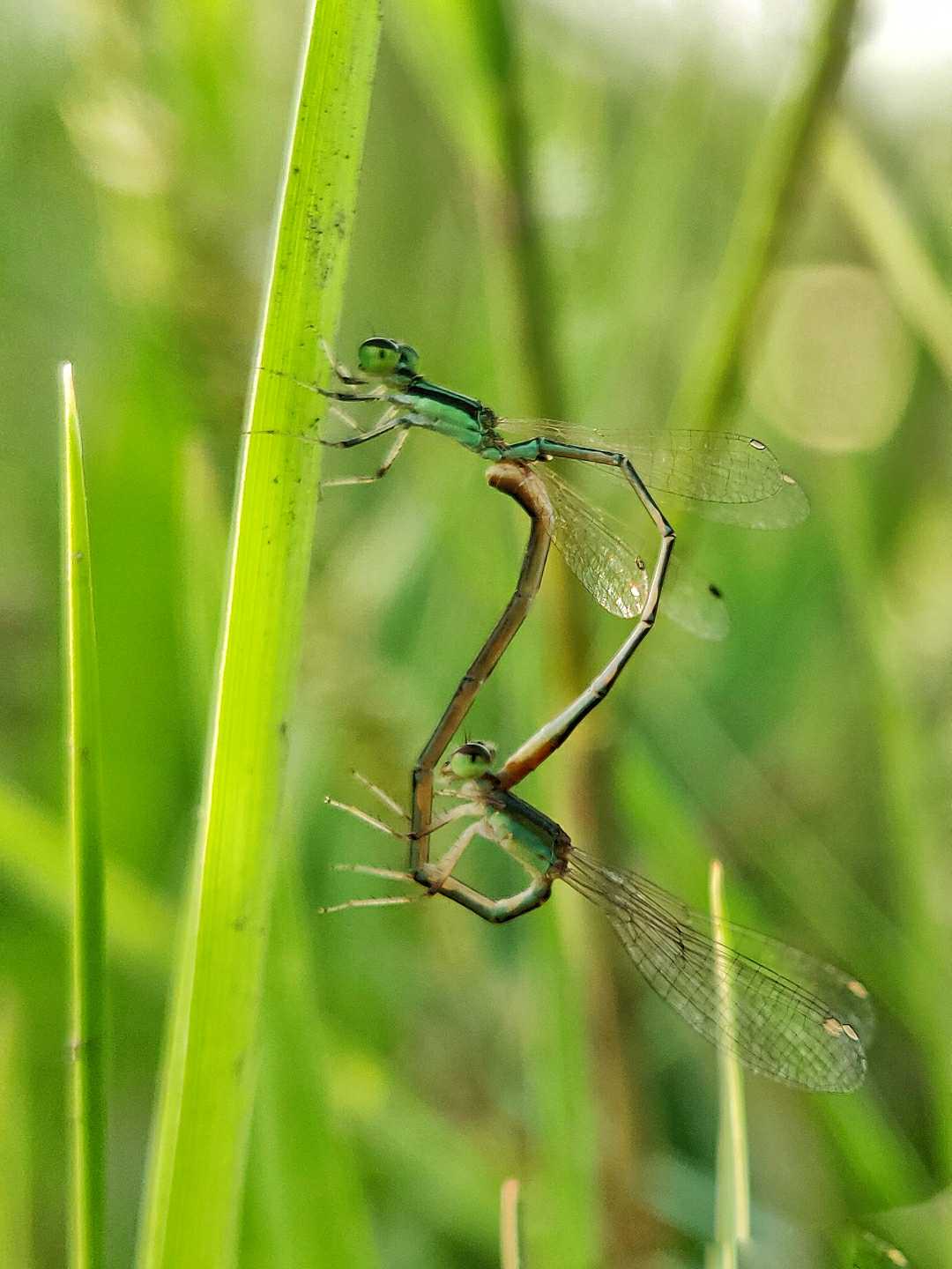 Damselfly.