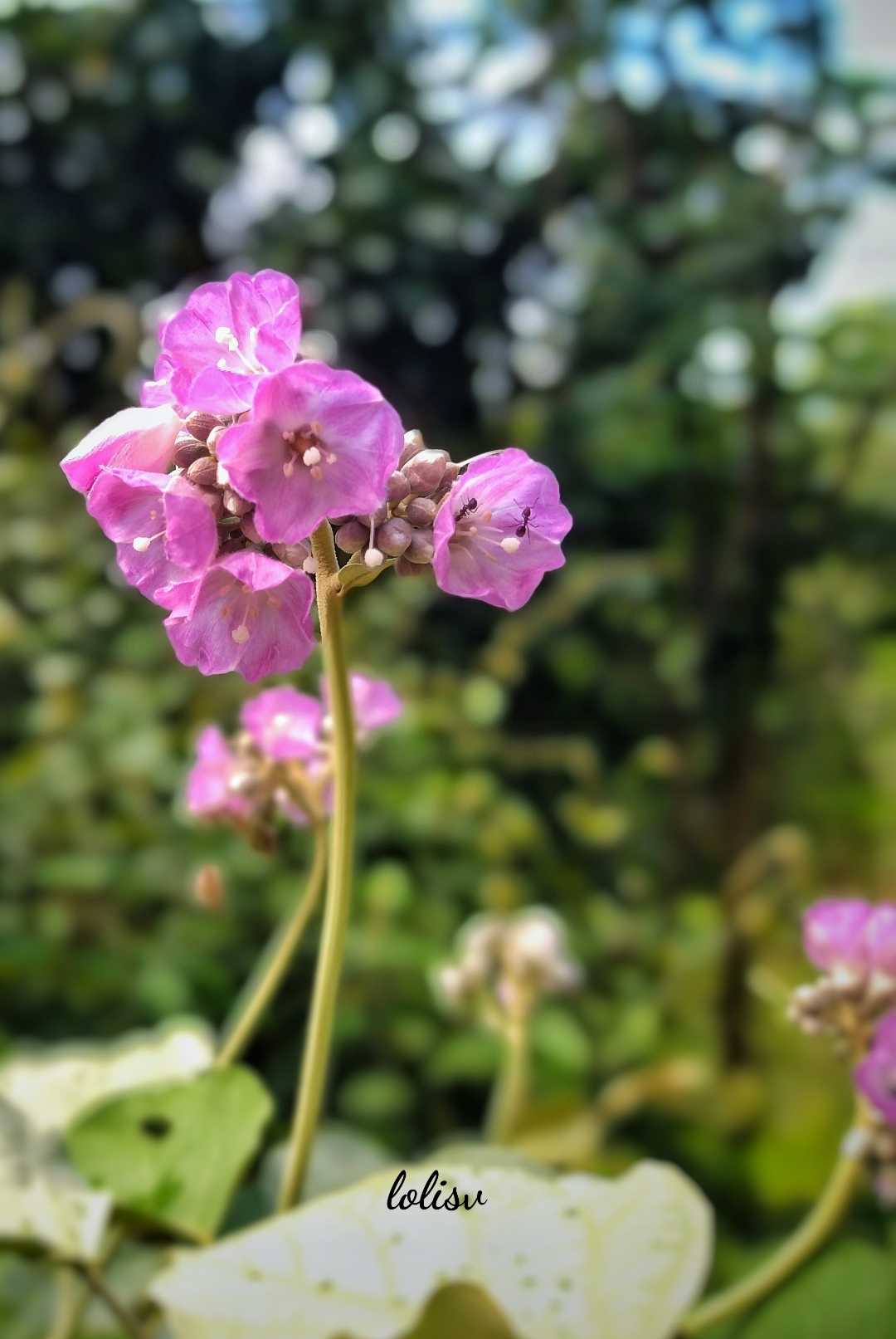 🌺