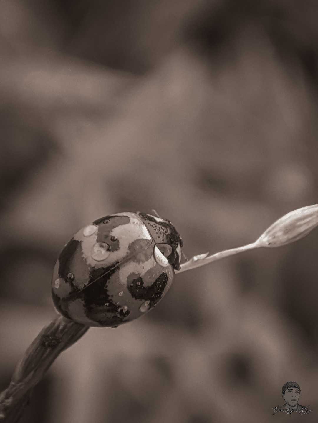 Ladybug Vintage 