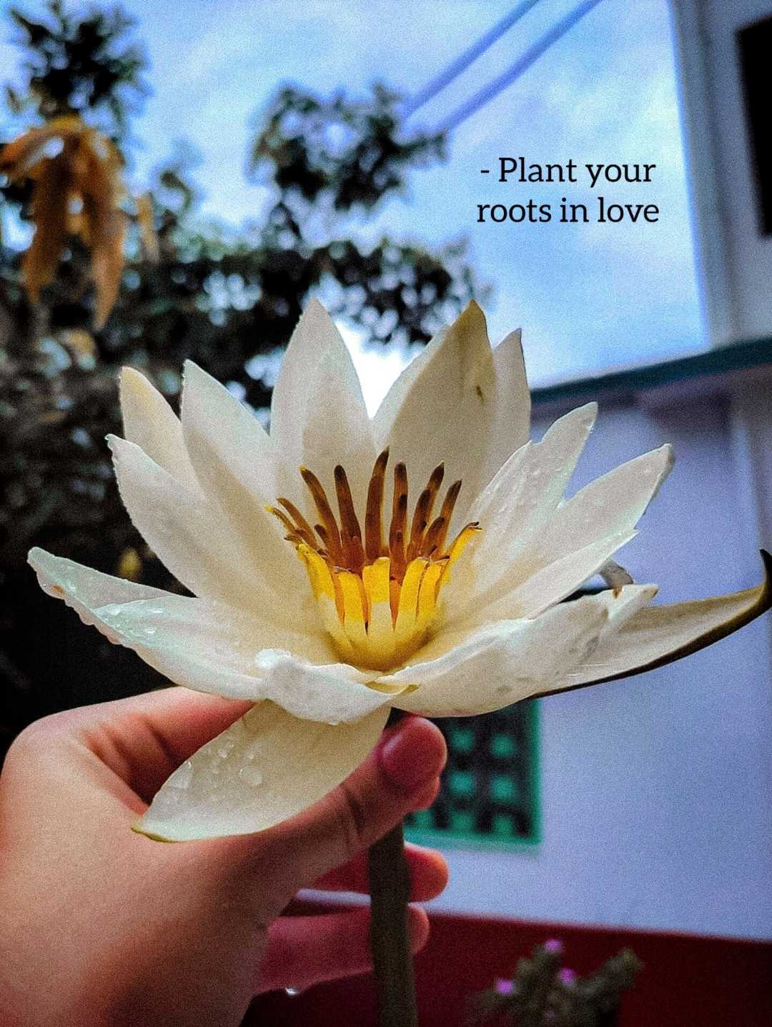 Plant Your Roots In Love 🌼🤍