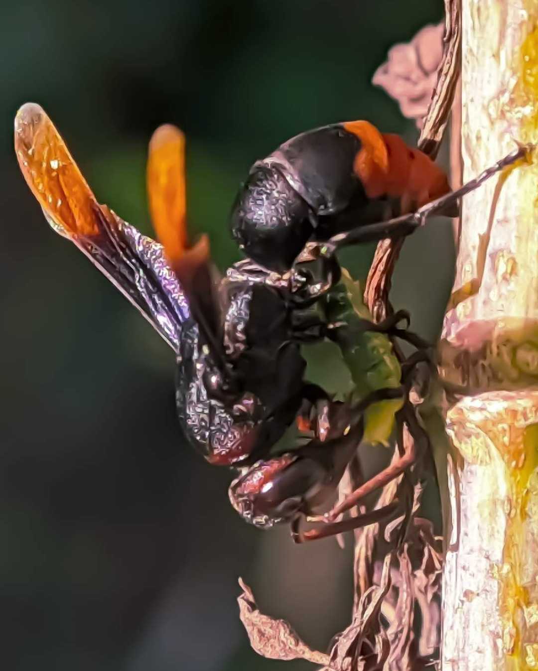 Asian Hornet