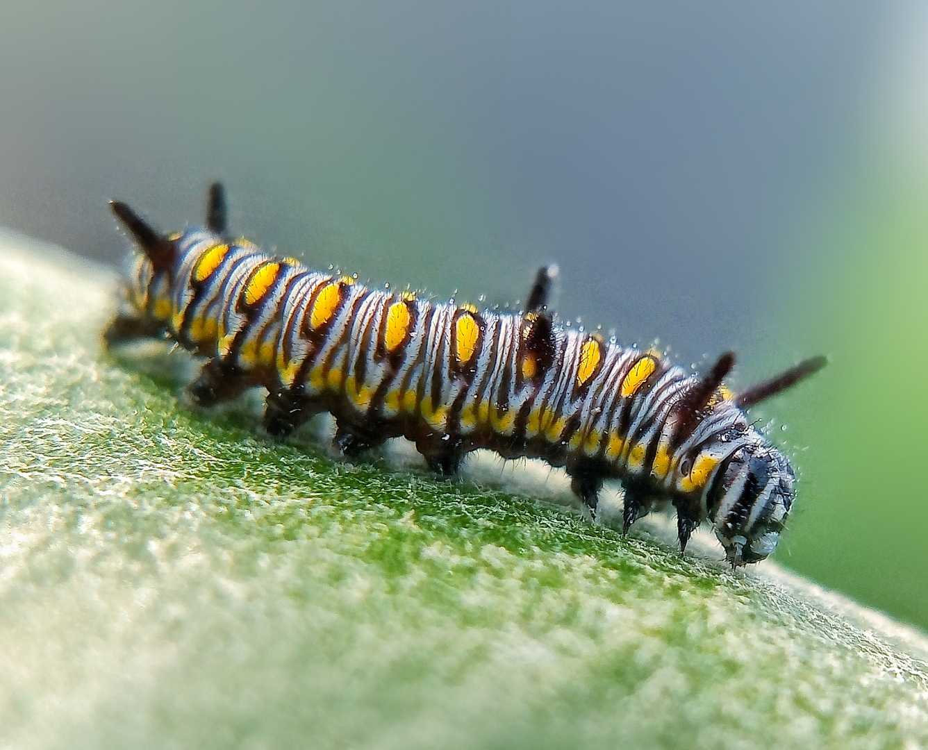 Plain Tiger