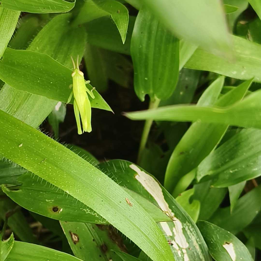 Grasshopper