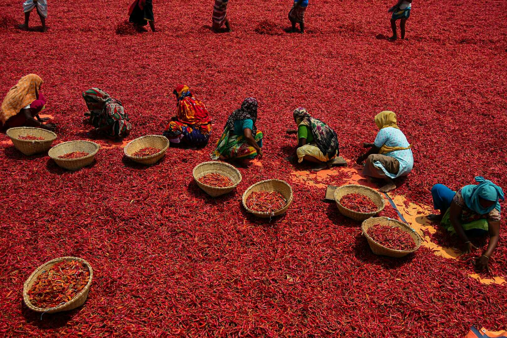 drying chillies 