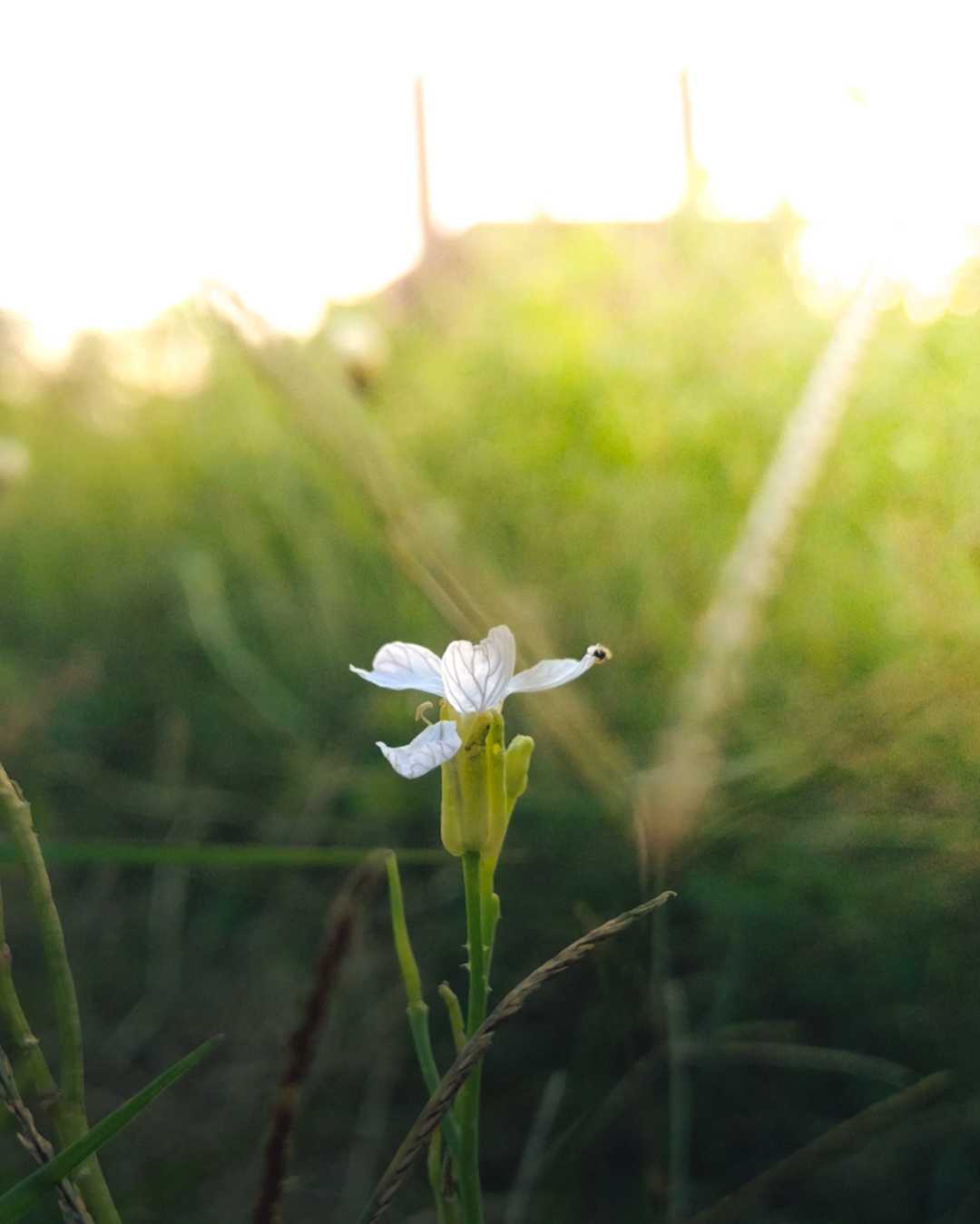 Beautiful FlowerXsunset