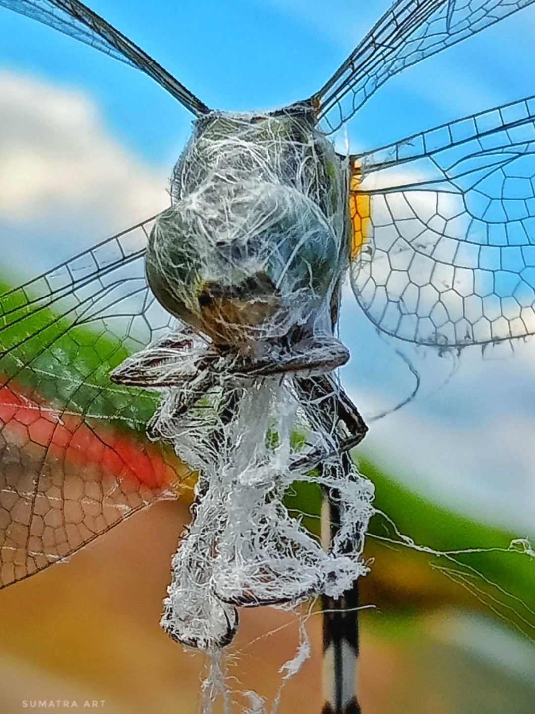  dragonfly in spider web 