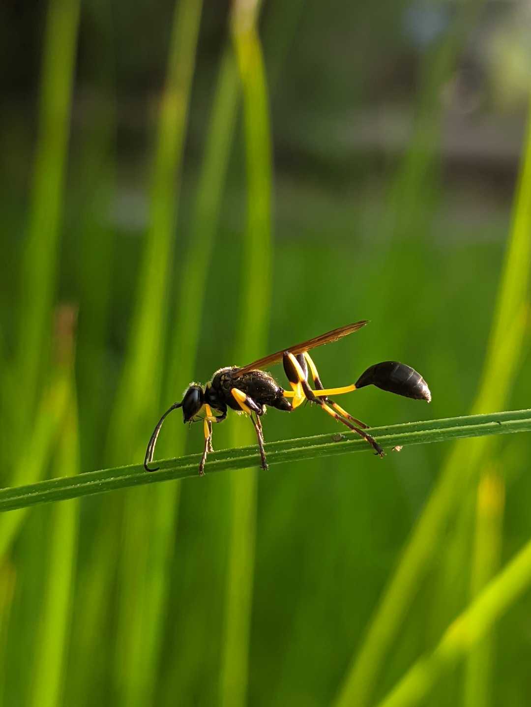 Bee