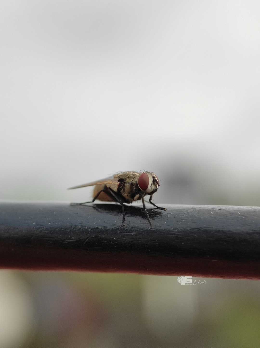 Insect