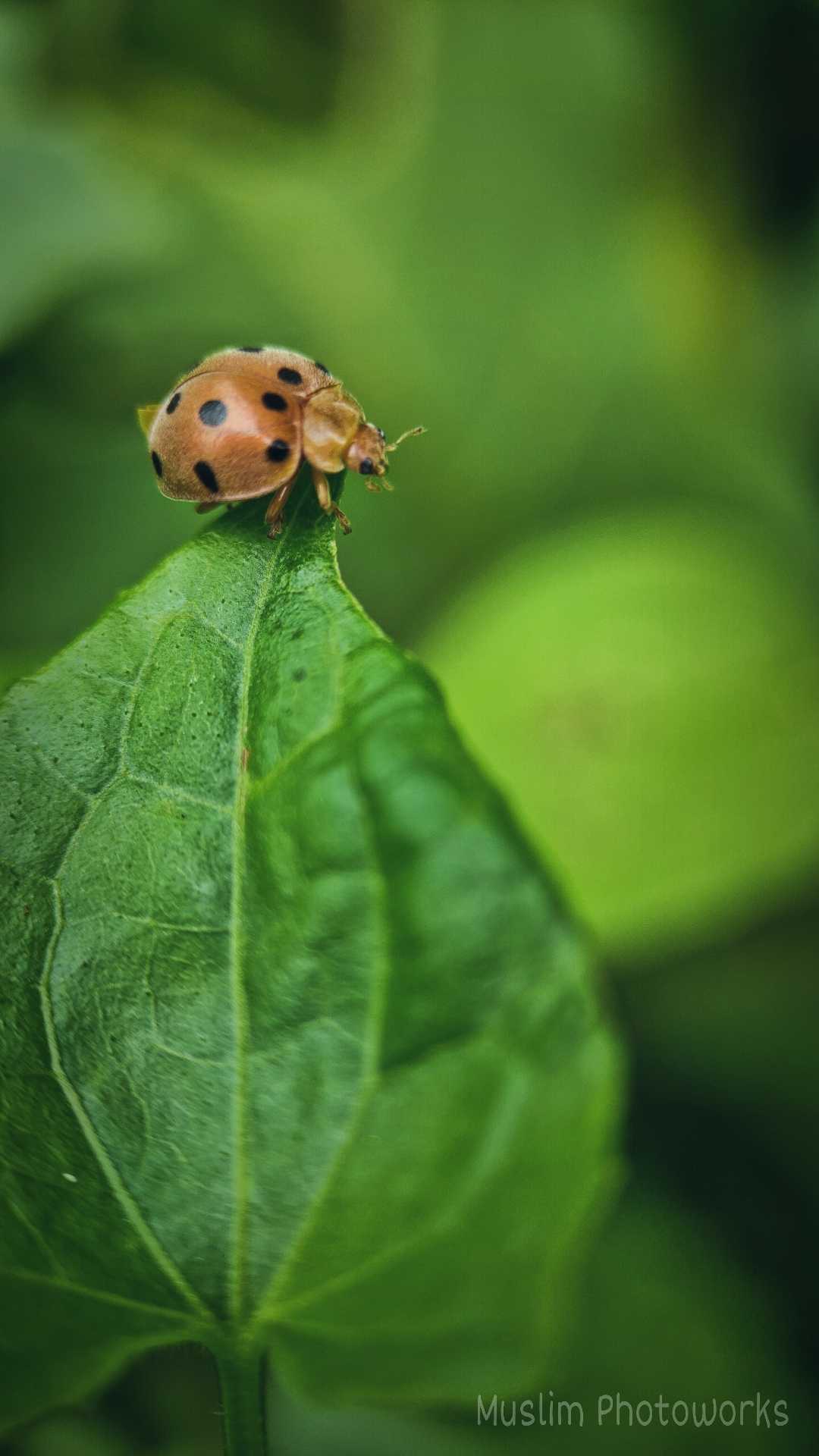 Kumbang Koksi alias Lady Bug.......