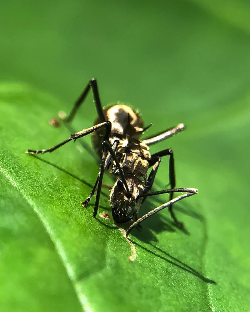 Polyrhachis