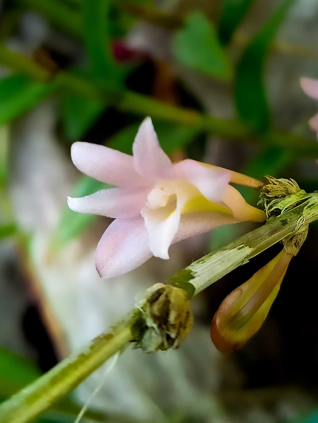 Dendrobium Sekarpuro