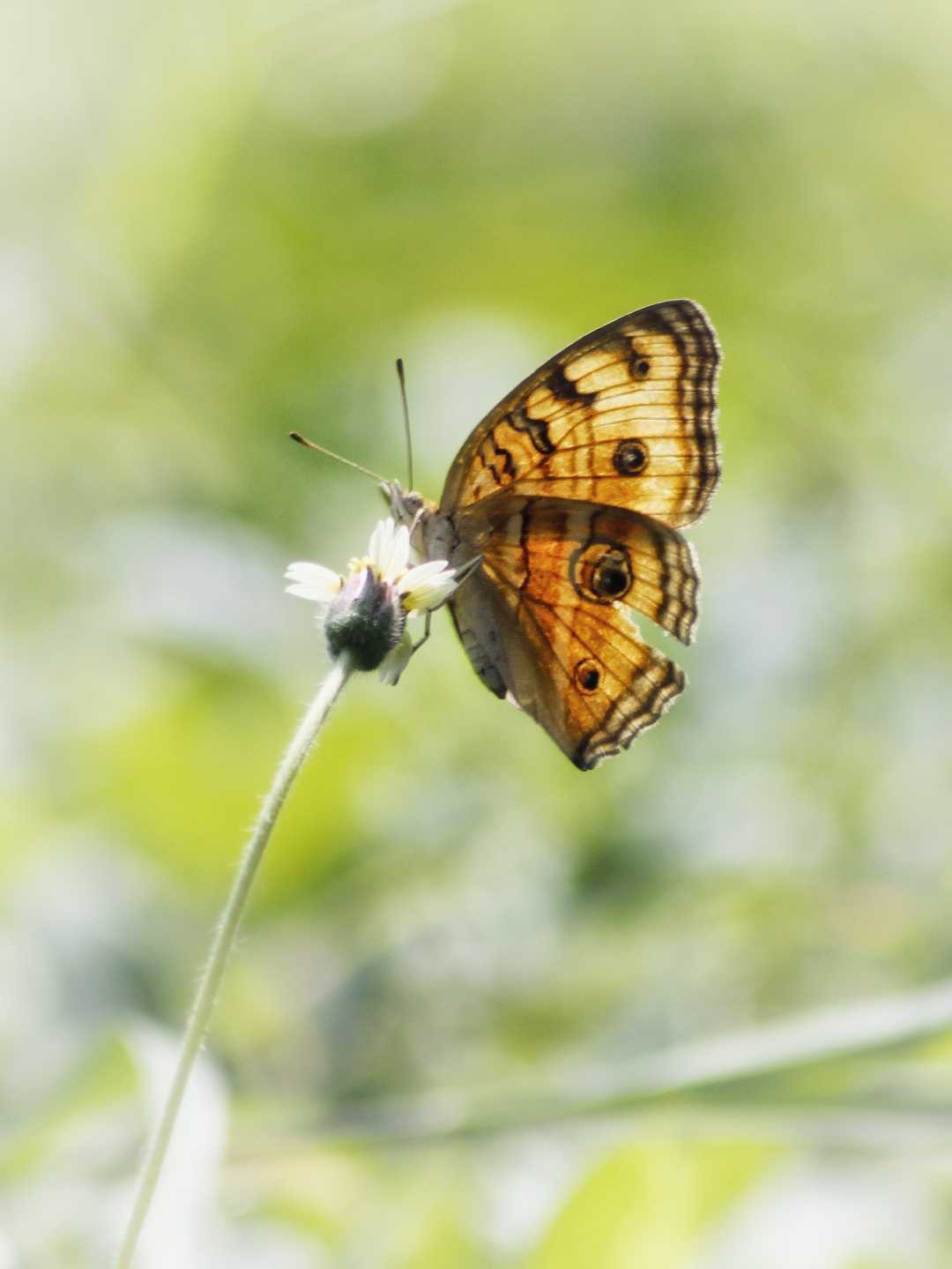 kupu-kupu