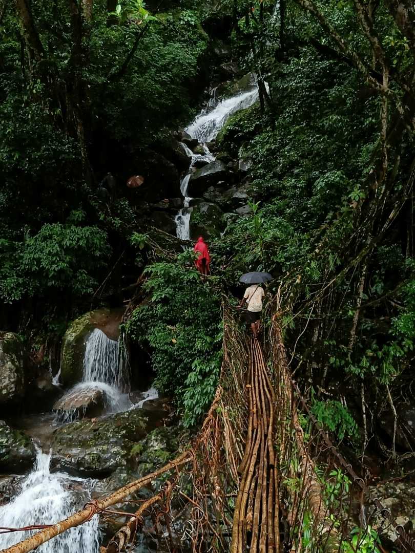 Living Root Bridge