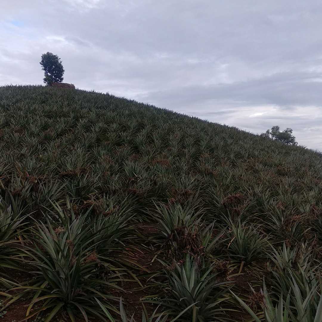 pineapple farm