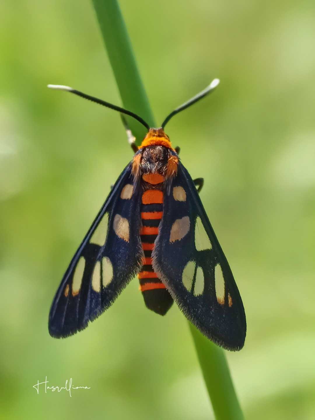 Amata huebneri