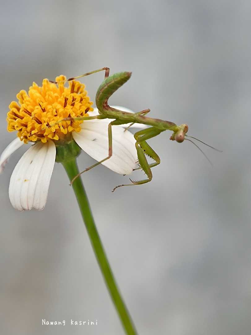 Mantis