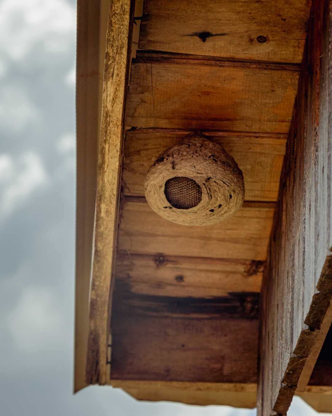 Casa abandonada 🐝