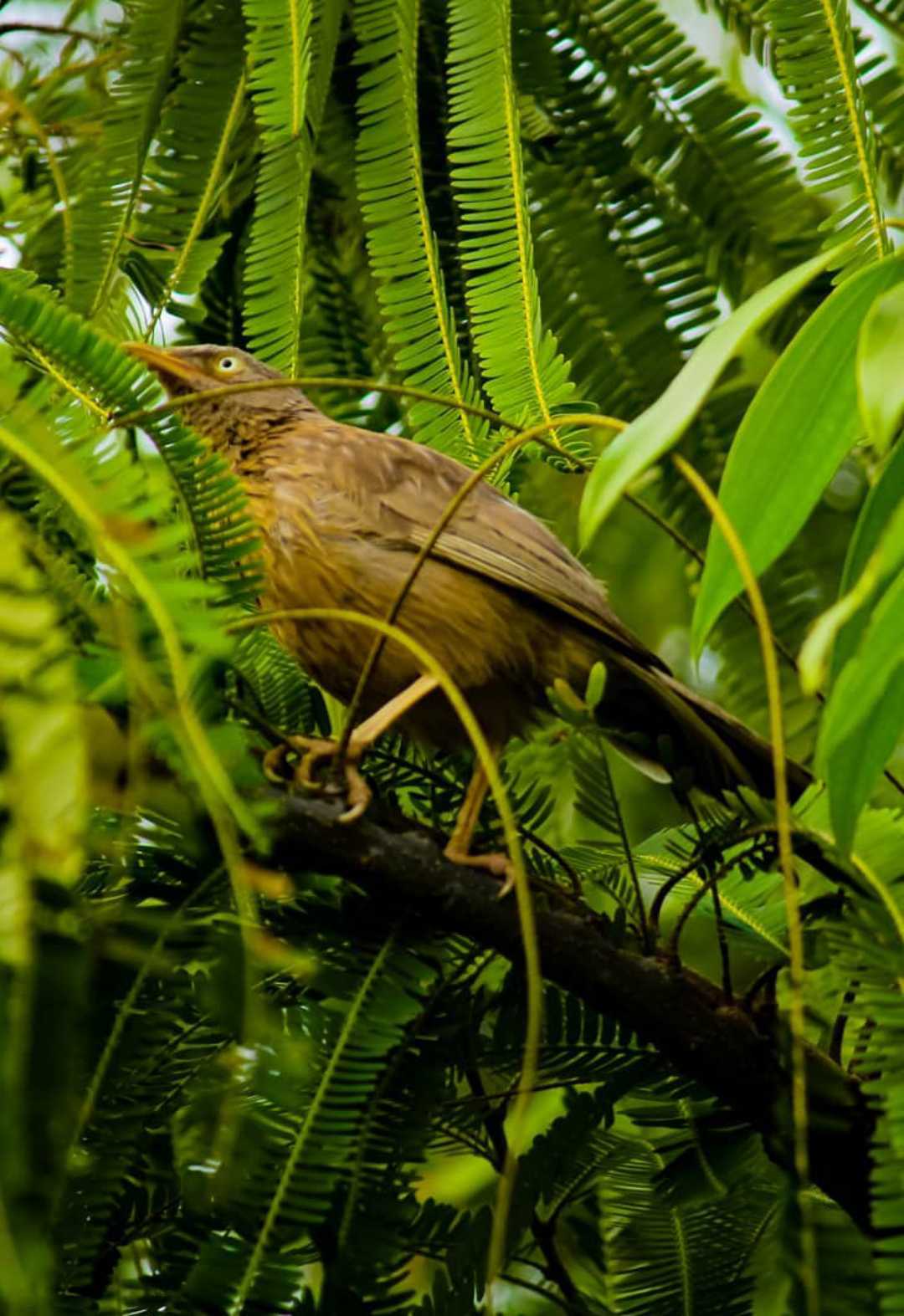 jungle babbler ( Rufous babbler ) 