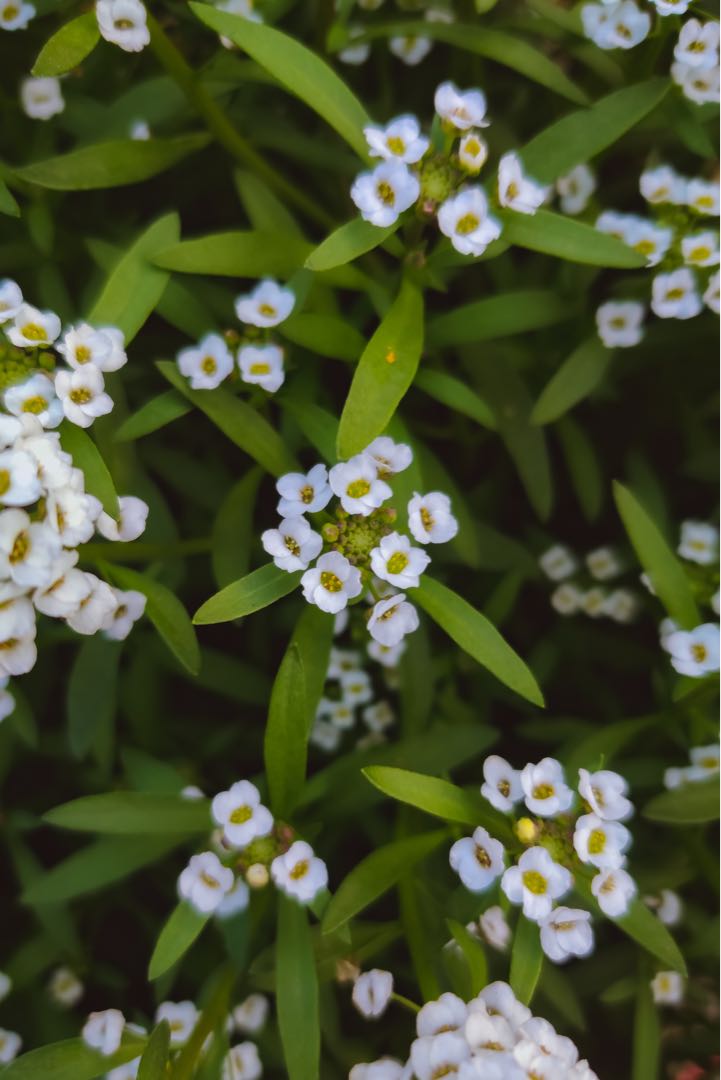 Macro