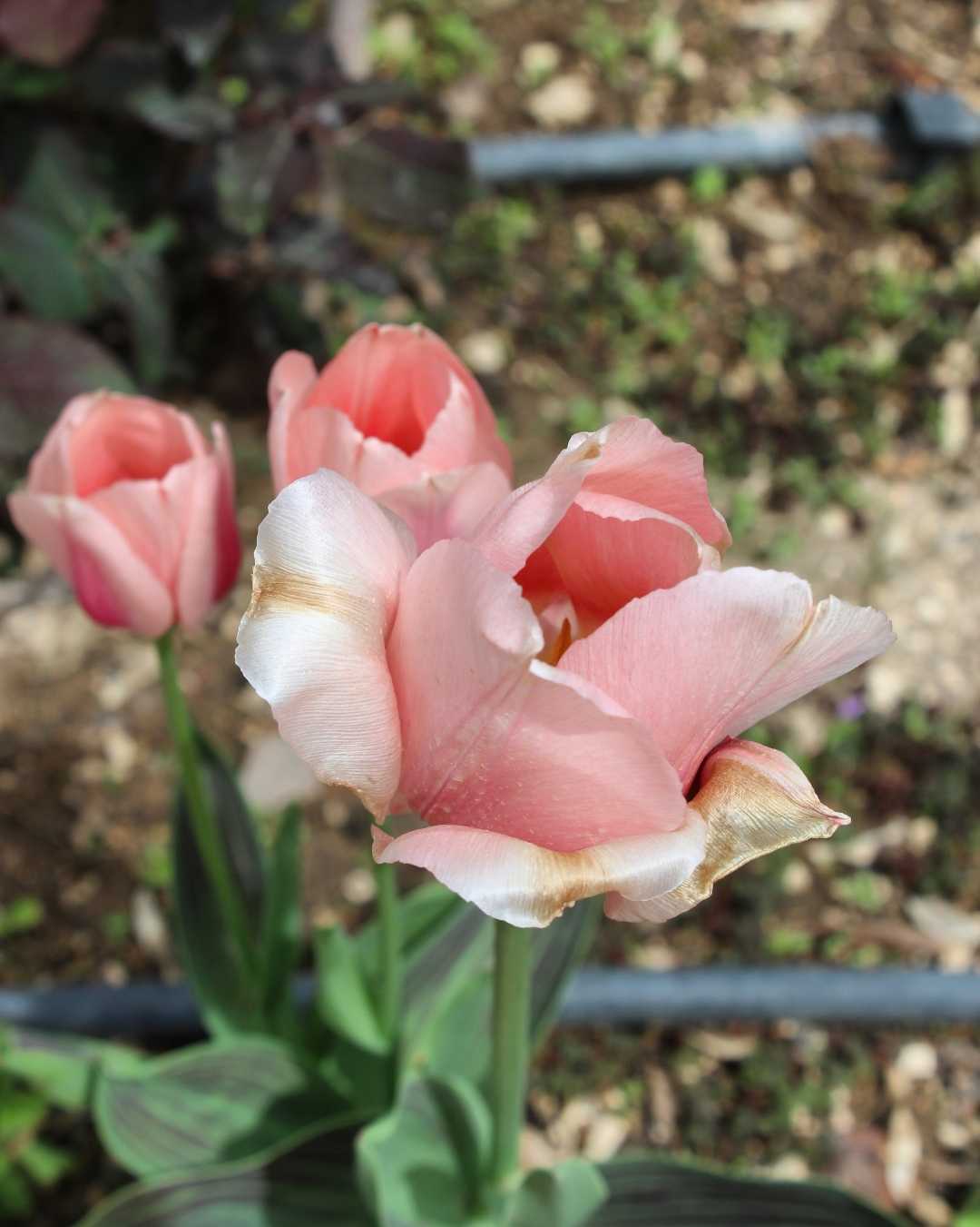 ⚘