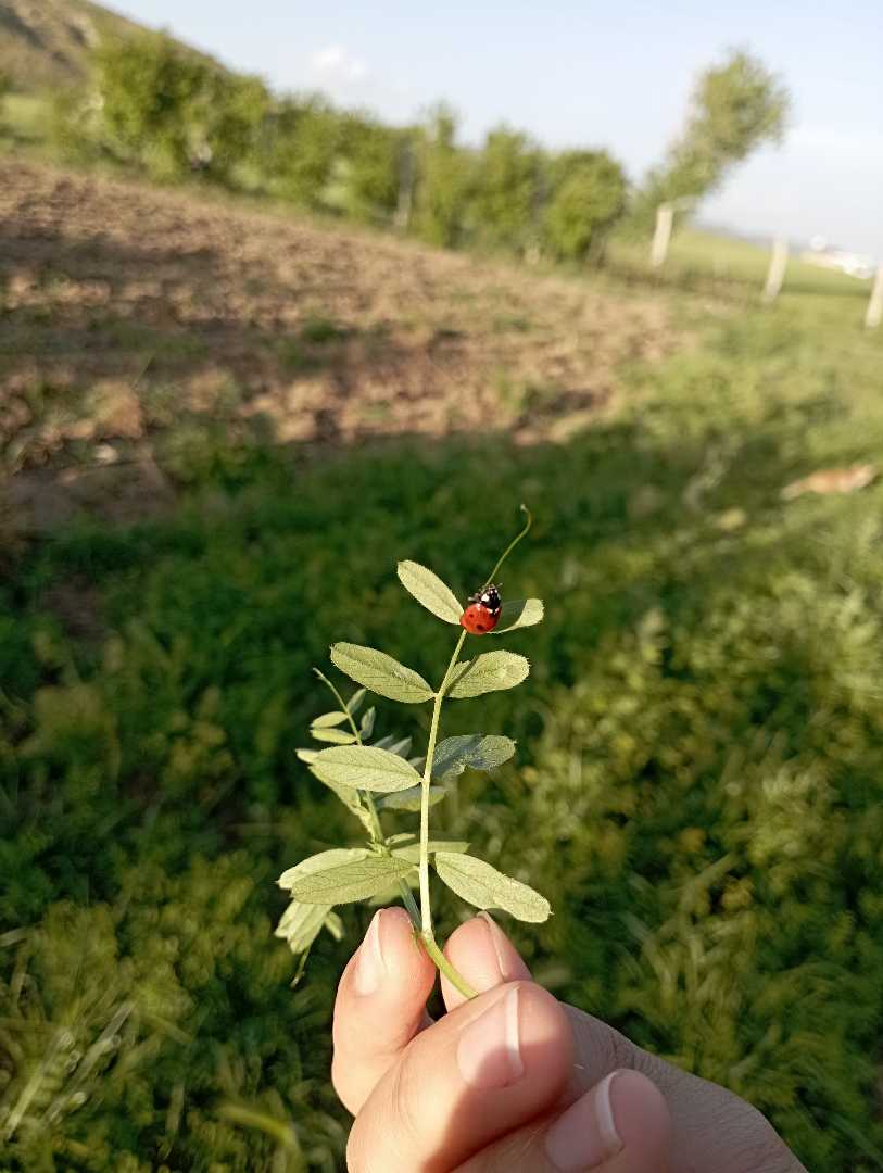 uğur böceği