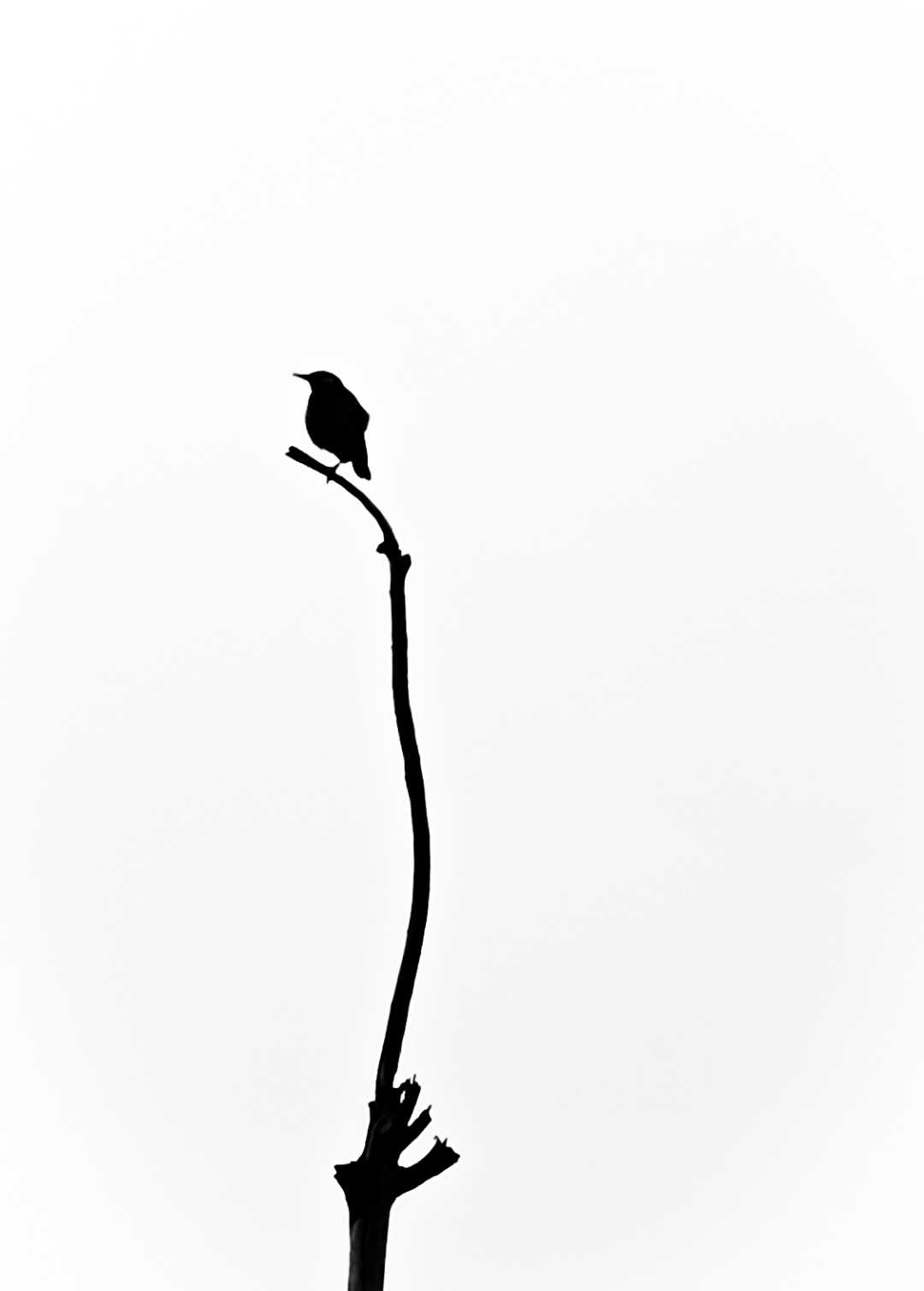 Lonely bird 