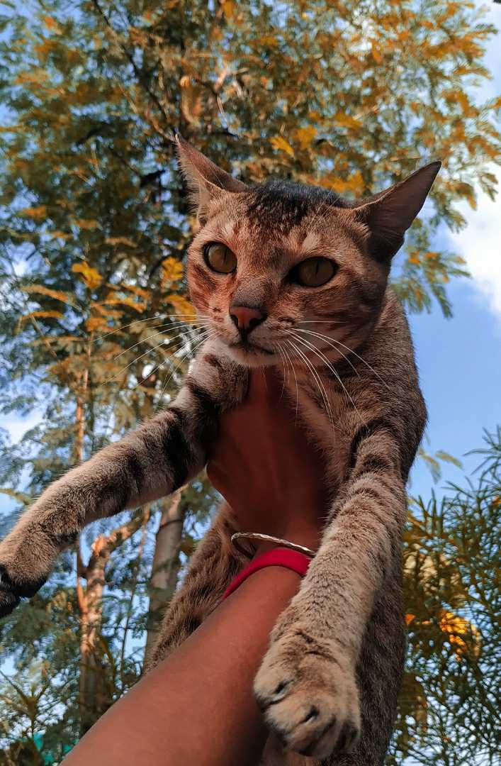 flying 🐱😅