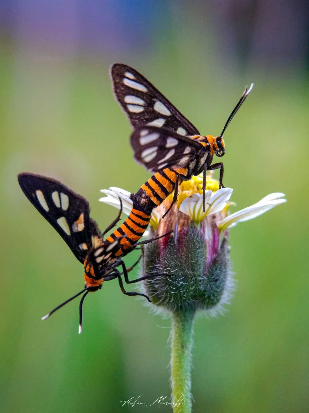 Amata huebneri