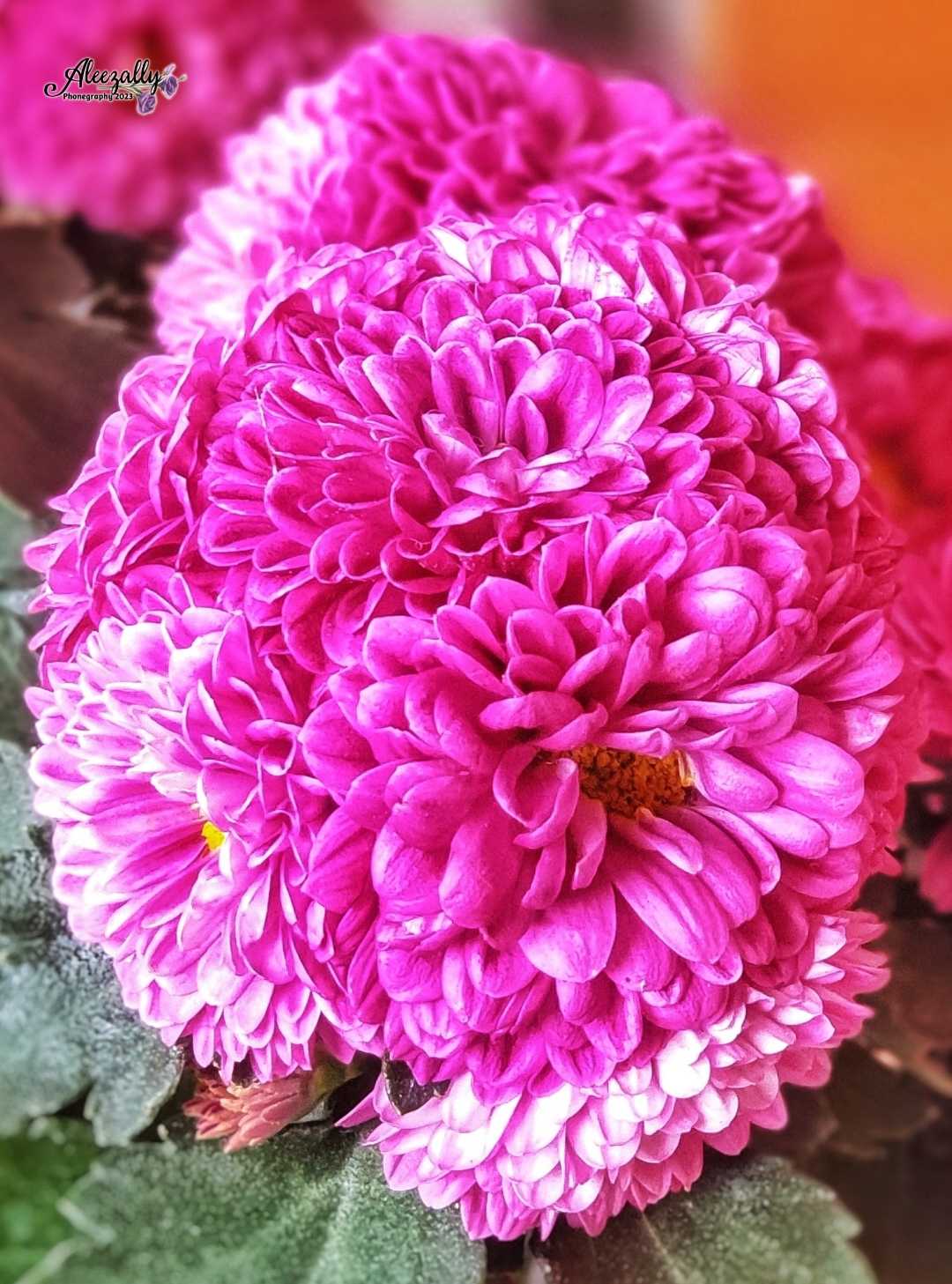 Chrysanthemum morifolium (Bunga Seruni)