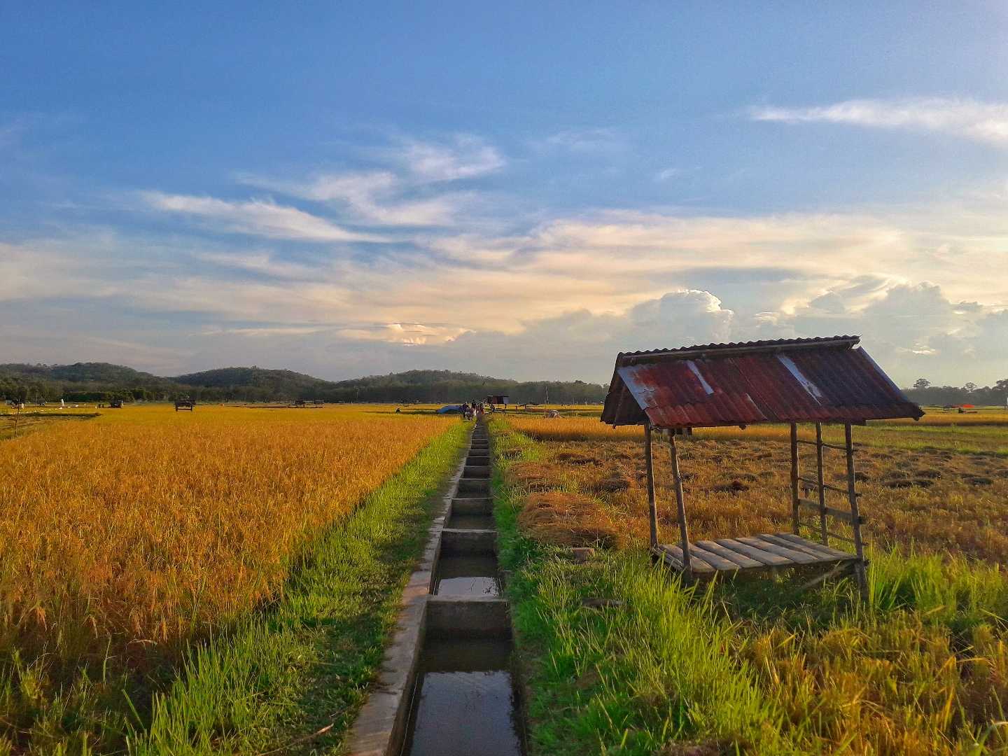 Sawah